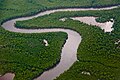 Image 30Caroni Swamp, Trinidad (from Biota of Trinidad and Tobago)
