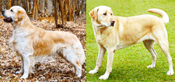 Research comparing dogs with different coat lengths has demonstrated FGF5 as a major contributing factor