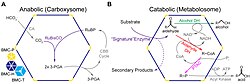 Generalized function schematic for experimentally characterized BMCs.jpeg