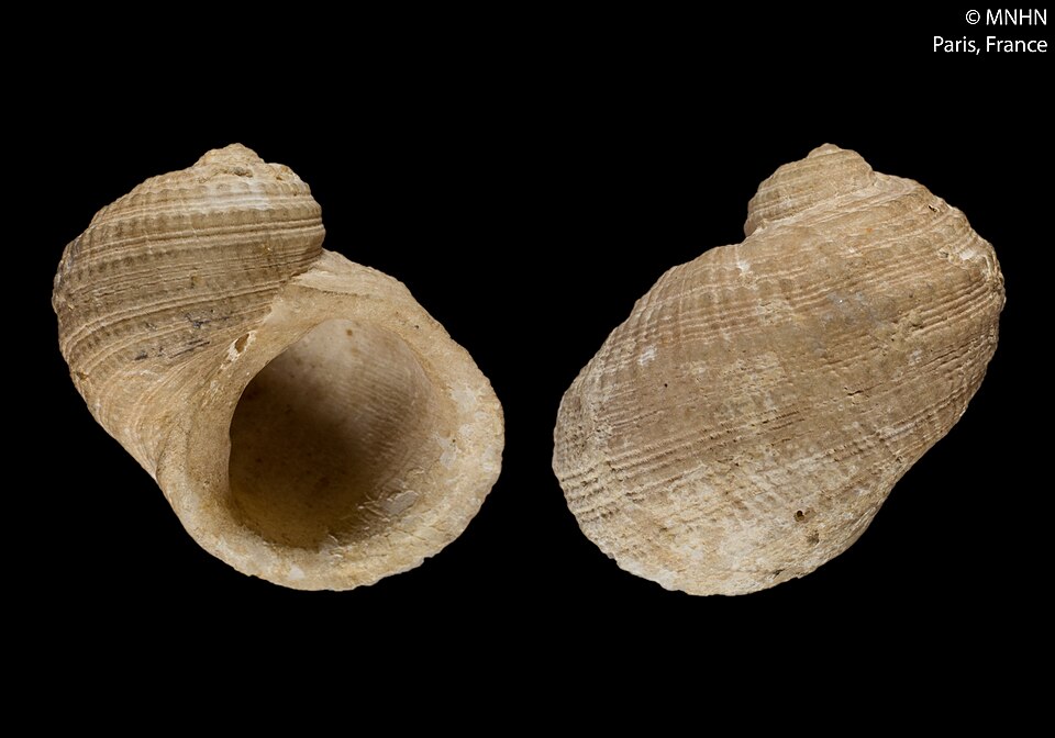 File:Neritopsis interlirata (MNHN-IM-2000-21374).jpeg