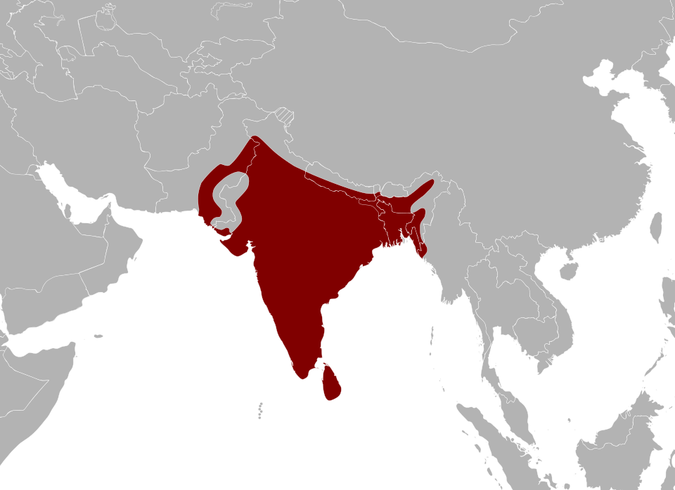 File:Python molurus Area.svg