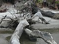 Image 23 Driftwood (from Marine fungi)