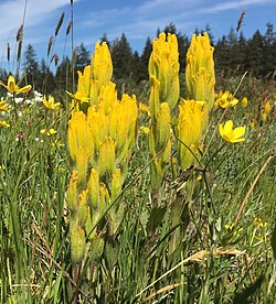 The yellow bracts of Castilleja levisecta press tight against the stem.