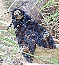 Totenkopfschwärmer (Acherontia atropos)