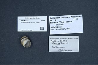 Neritina clenchi