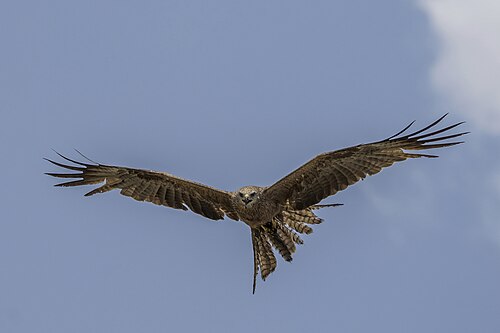 Black kite