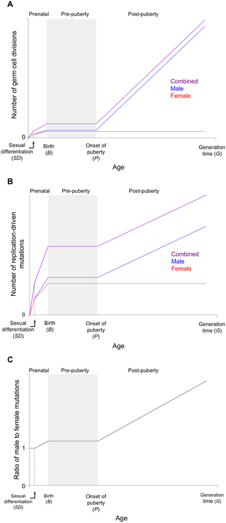 File:The accumulation of replication-driven mutations with sex and age.PNG